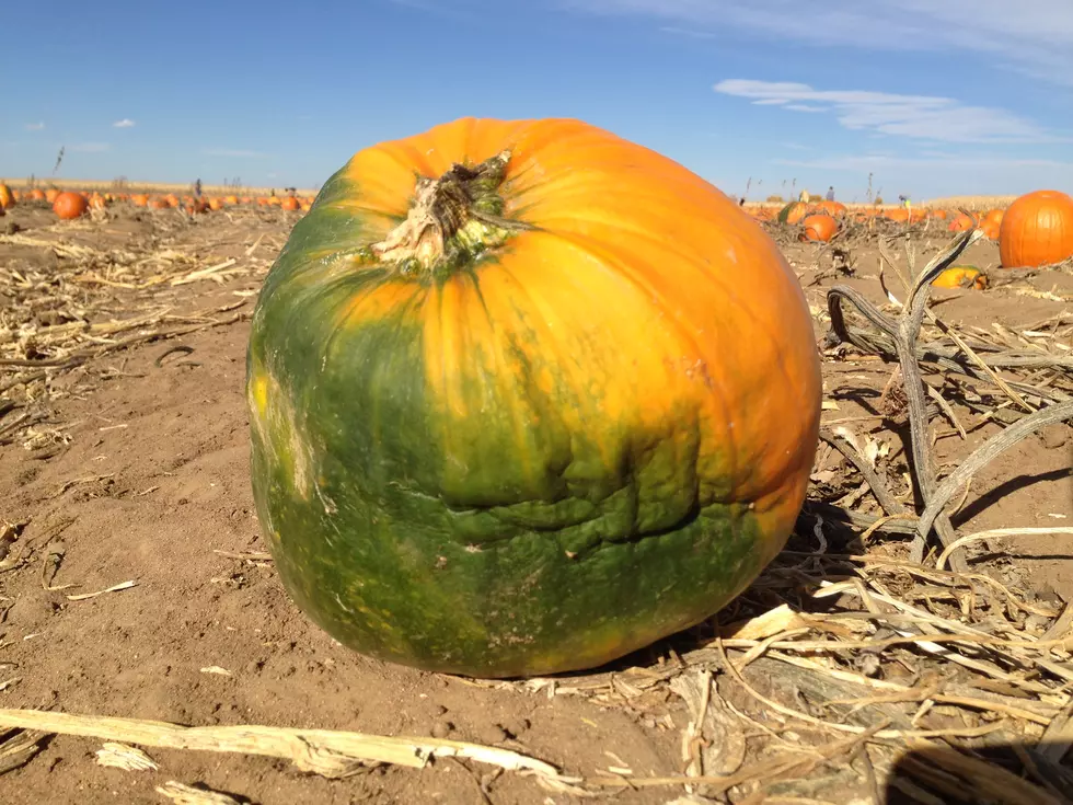 Northern Colorado’s Ugliest Pumpkins [PHOTOS]