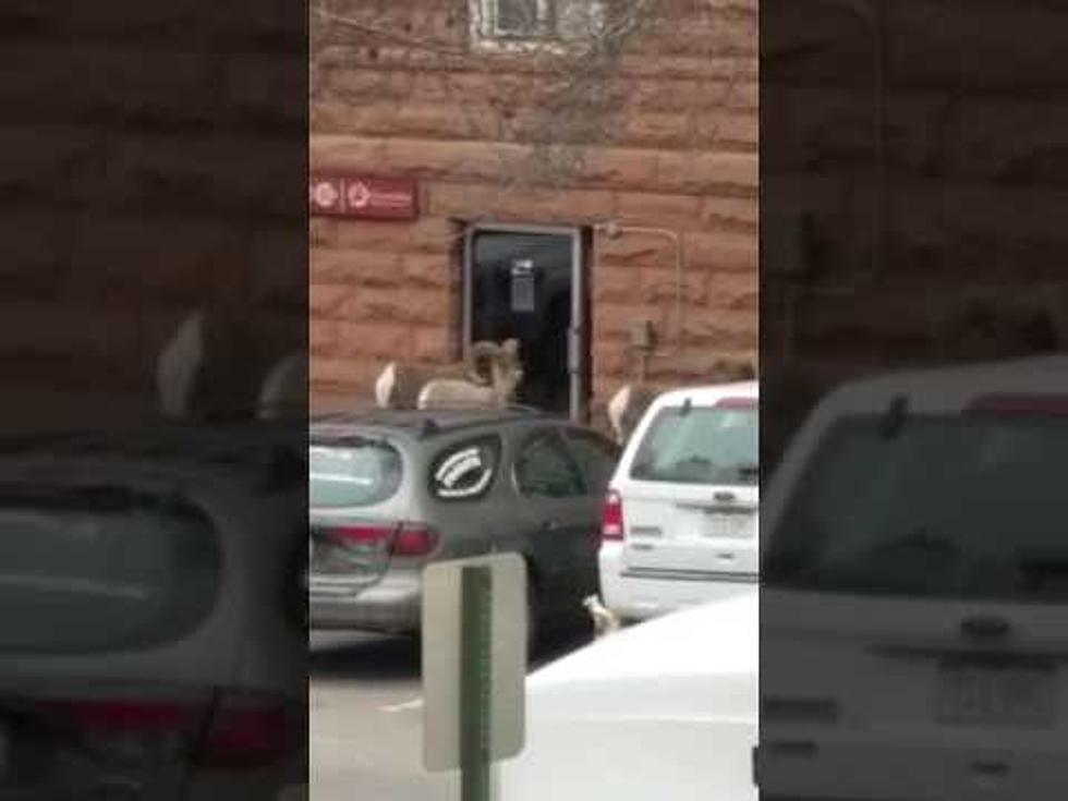 Bighorn Sheep Breaks Into Historic CO Hotel [Video]