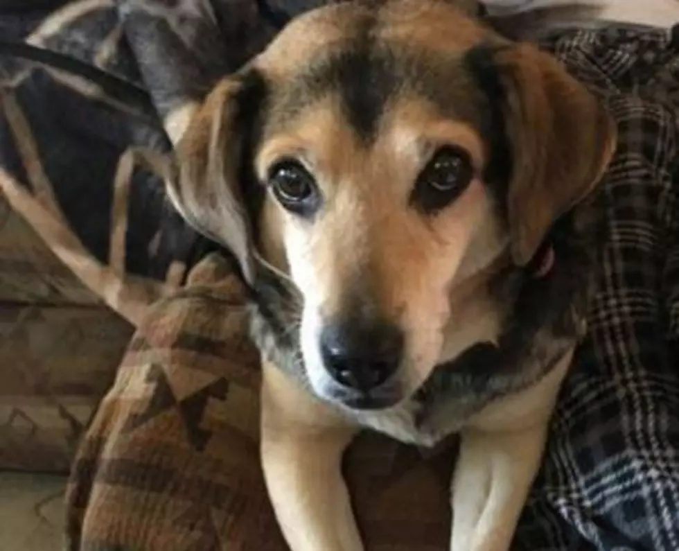 Cheyenne Dog With Sick Owner Seeks New Home in Heartbreaking Craigslist Post