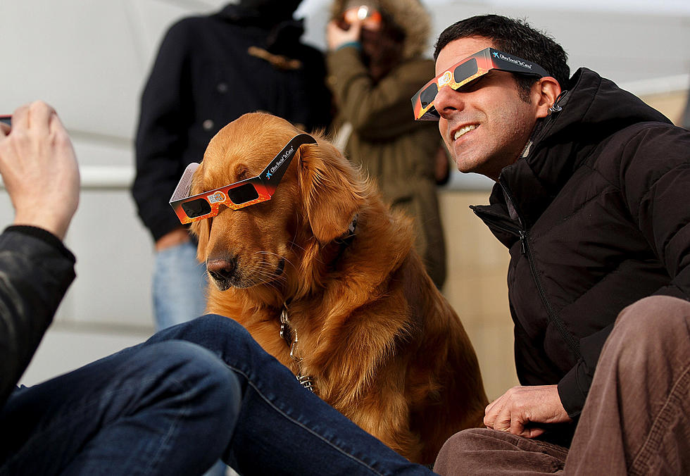 Is the Solar Eclipse Dangerous for Your Pets? Some Warn Yes