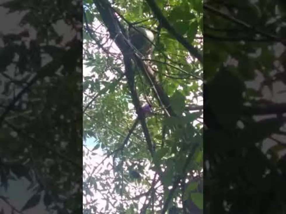 There&#8217;s T.P.&#8217;ing&#8230; Then, There&#8217;s Throwing Everything in the Yard Up Into a Tree [Video]