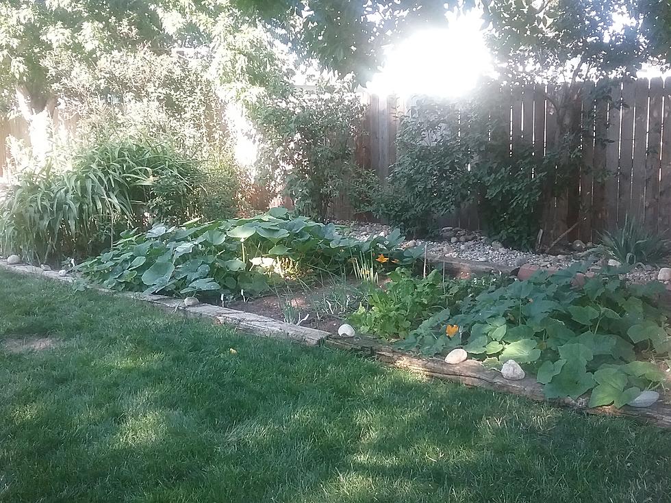 Set Up a Soaker System for Next Year’s Successful CO Garden [Video]