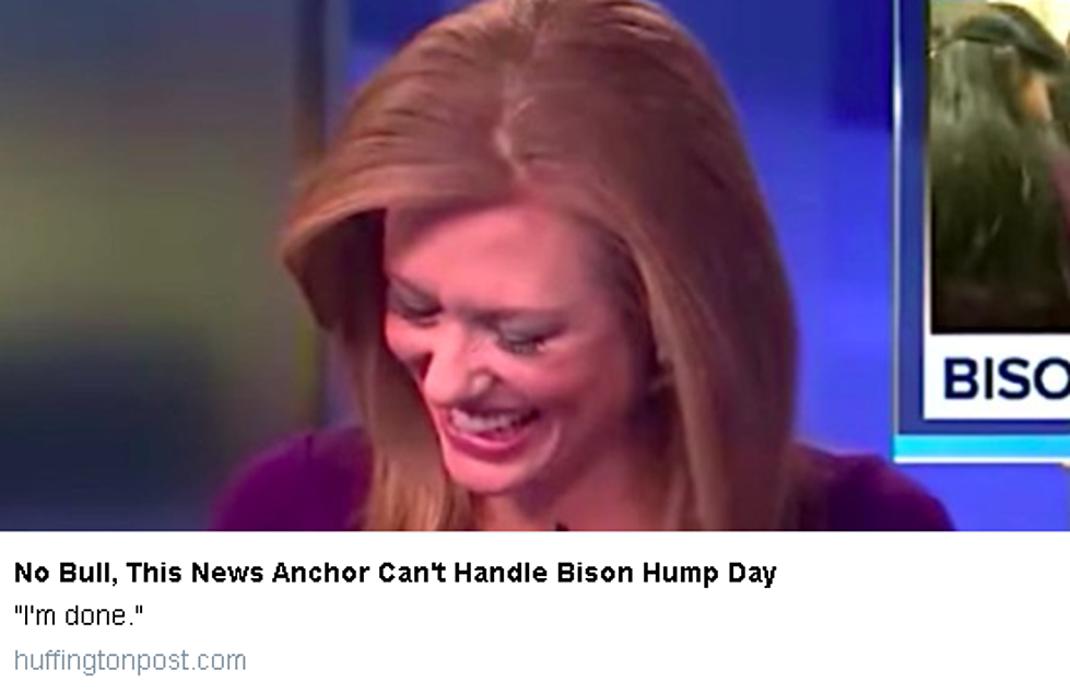 Denver News Anchor Can't Stop Laughing at 'Bison Hump Day' 