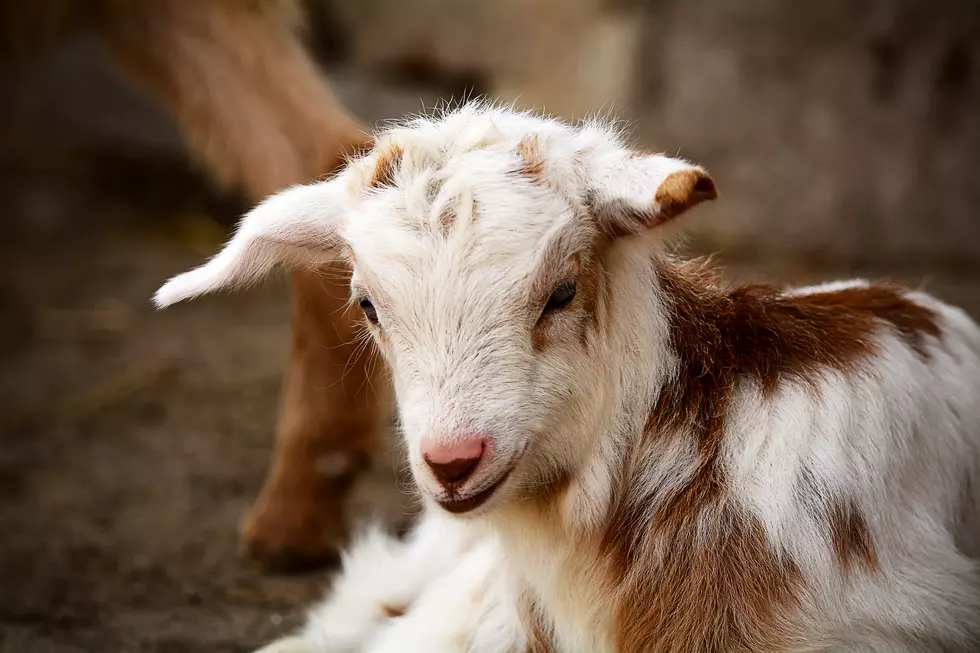 Rocky Mountain Goat Yoga Will Deliver Baby Goats to Your Next Party