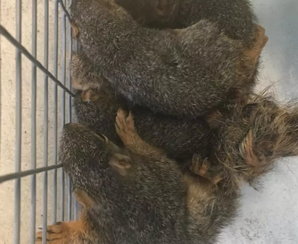 Larimer Humane Saves Baby Squirrels Who Got a Little Tied Up