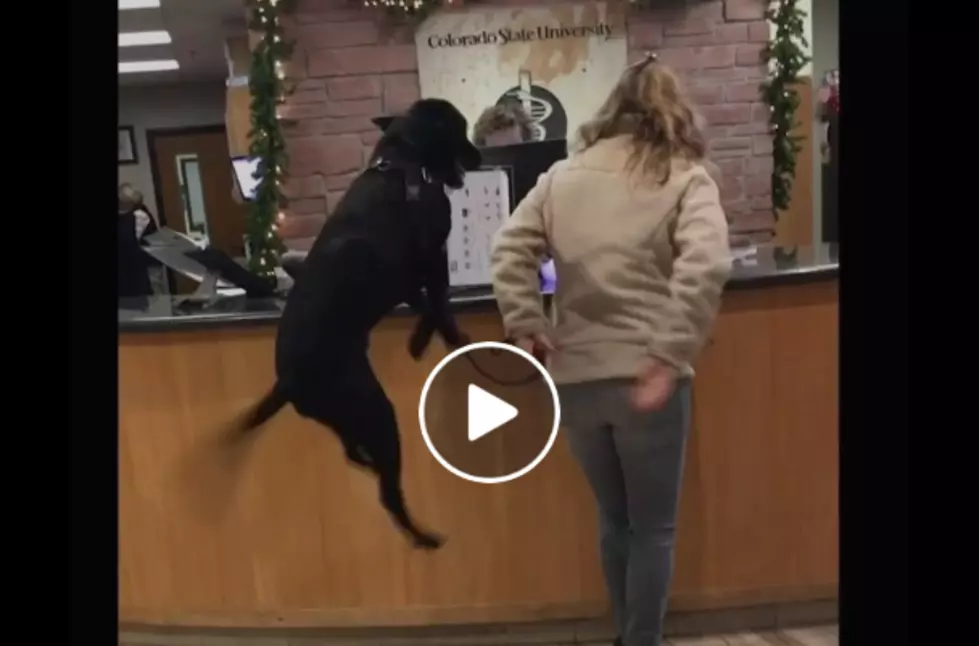 VIDEO: Fort Collins Dog Endo Goes Viral After Visiting CSU Vet