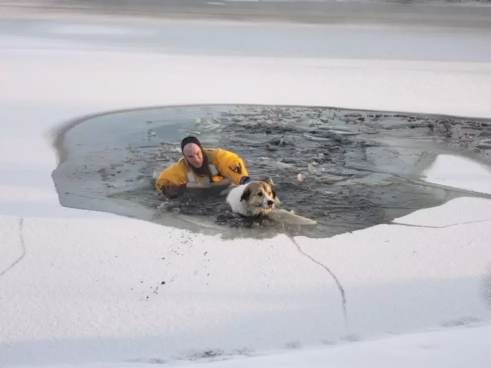 Dog Blog: Firefighters Rescue Dog in Frozen Pond, Melt Hearts