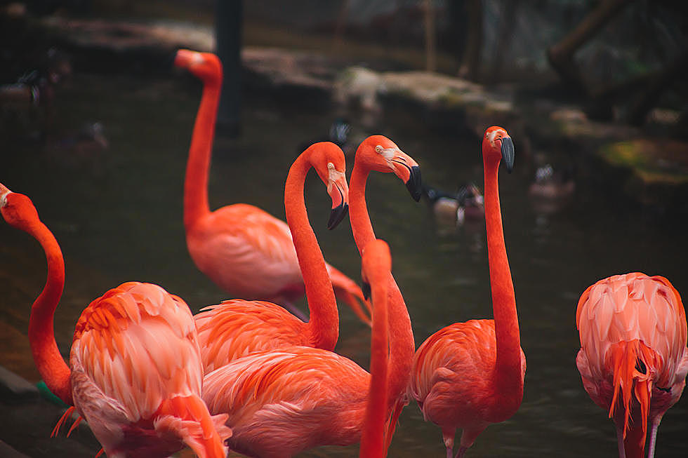 Denver Zoo Shares Same-Sex Flamingo Couple Named After Music Icons