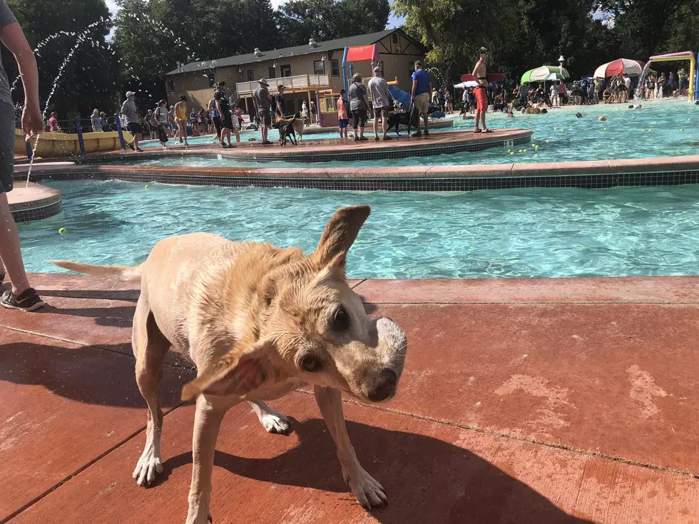 Our Fave Pooch Pics From Fort Collins Pooch Plunge [PHOTOS]