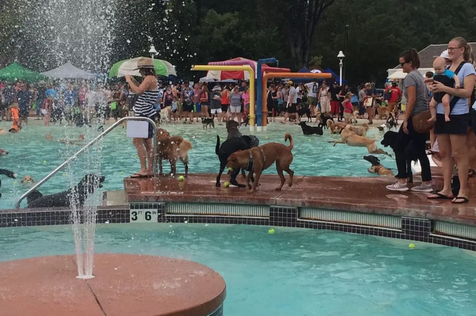 DOG BLOG: City Park Pool Is Closed to People, But Your Dog Can Swim This Weekend
