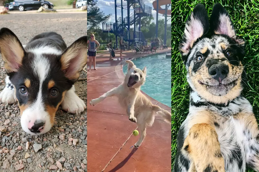 My Dog Rox Photo Contest: VOTE for NoCo’s Cutest Dog