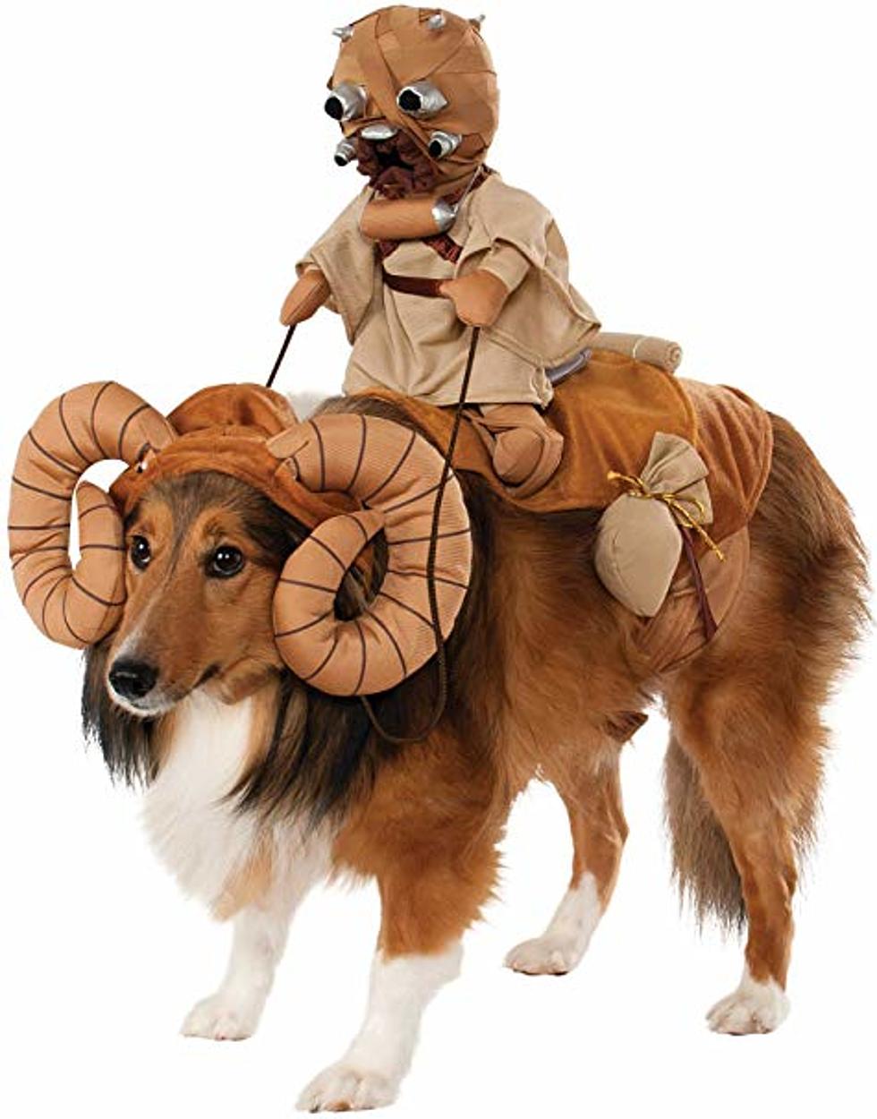 5 Dog Halloween Costumes That Get 4 Paws Up