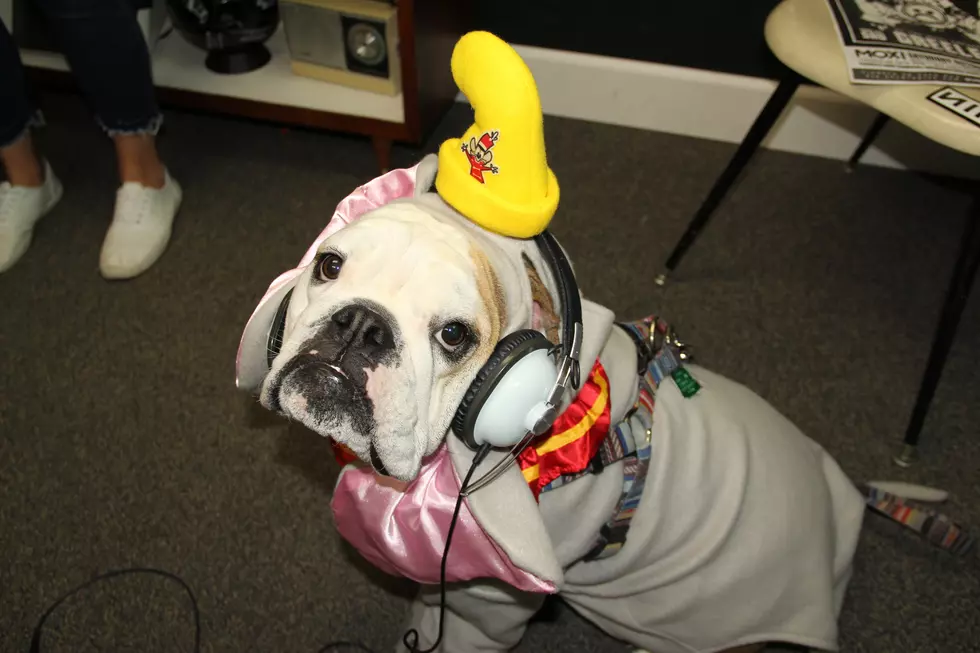 My Dog Rox: Congrats to Gary, Our Halloween Costume Contest Winner