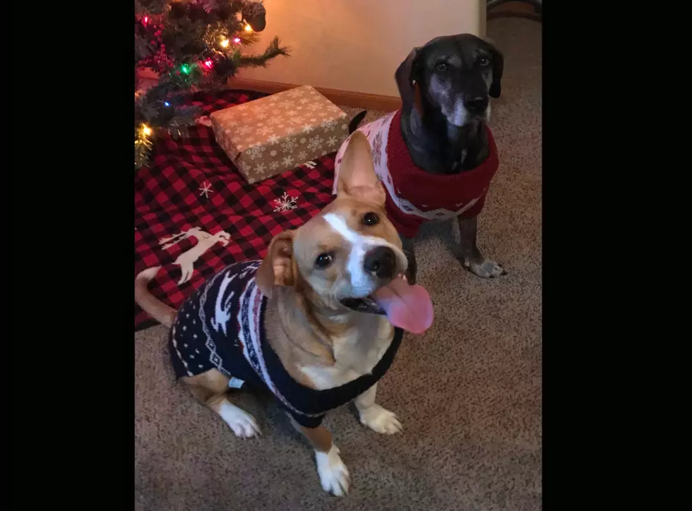 My Dog Rox: Ugly Holiday Sweater Contest
