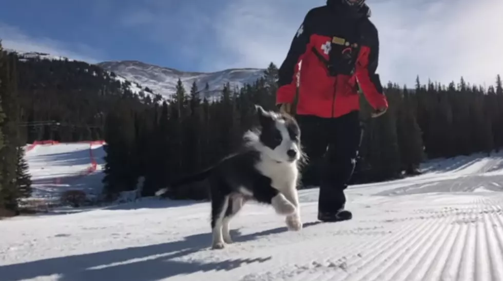 Dog Blog: Meet Loveland’s 5-Month-Old Ski Paw-trol Pup