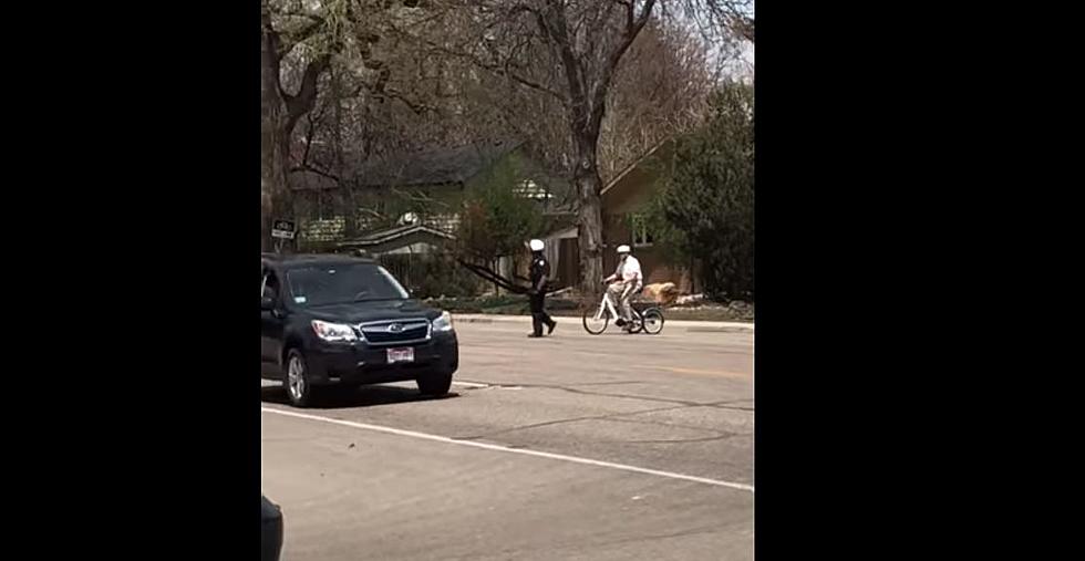 VIDEO: Fort Collins Cop Stops Traffic For Elderly Cyclist