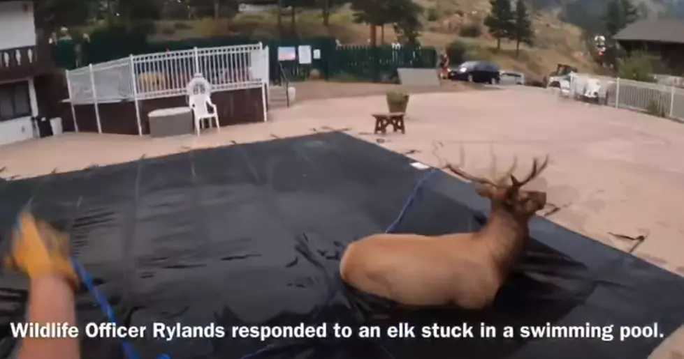 Elk Rescued From Swimming Pool in Estes Park