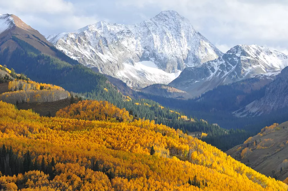 Colorado&#8217;s Aspen Leaves May Turn Gold Early This Fall