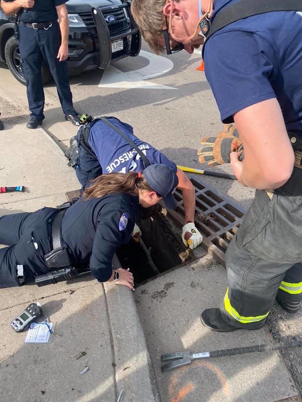 Fort Collins Police, Firefighters Rescue Baby Ducks From Drain
