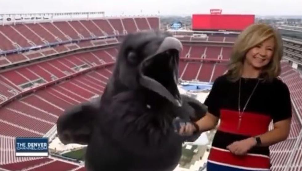 That’s So Raven: Watch Bird Crash Denver7 Forecast