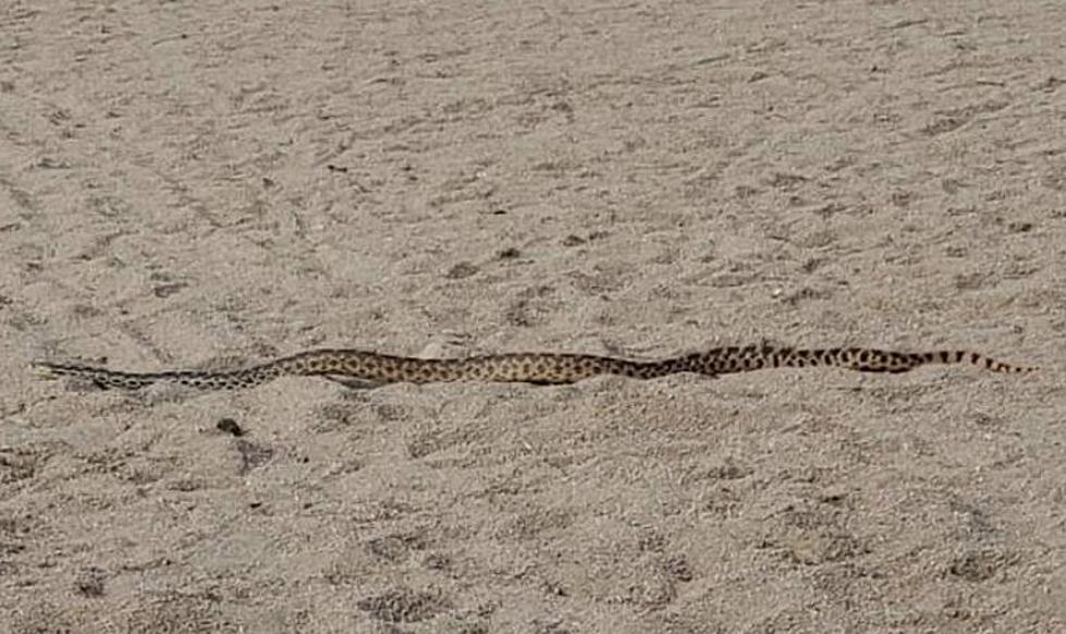 Large Bull Snake Has Bad Day at the Beach at Boyd Lake
