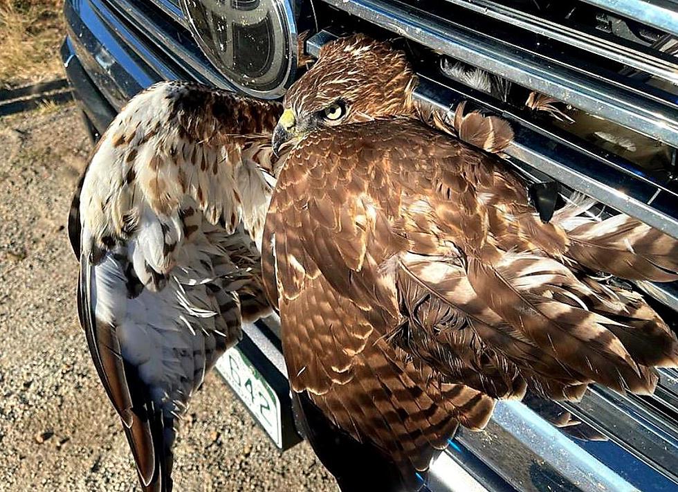 Hawk Having Very Bad Day Gets Rescued From Truck Grill