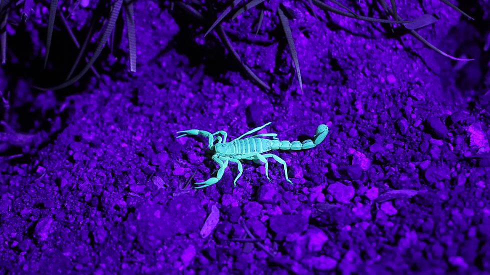 TIL: Colorado Has Scorpions, and You Can Find Them Under a UV Light