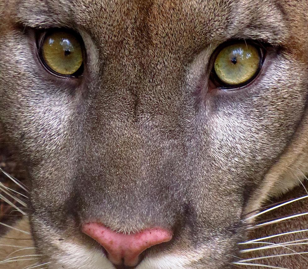 Mountain Lion Seen in Midtown Fort Collins Neighborhood Monday Morning