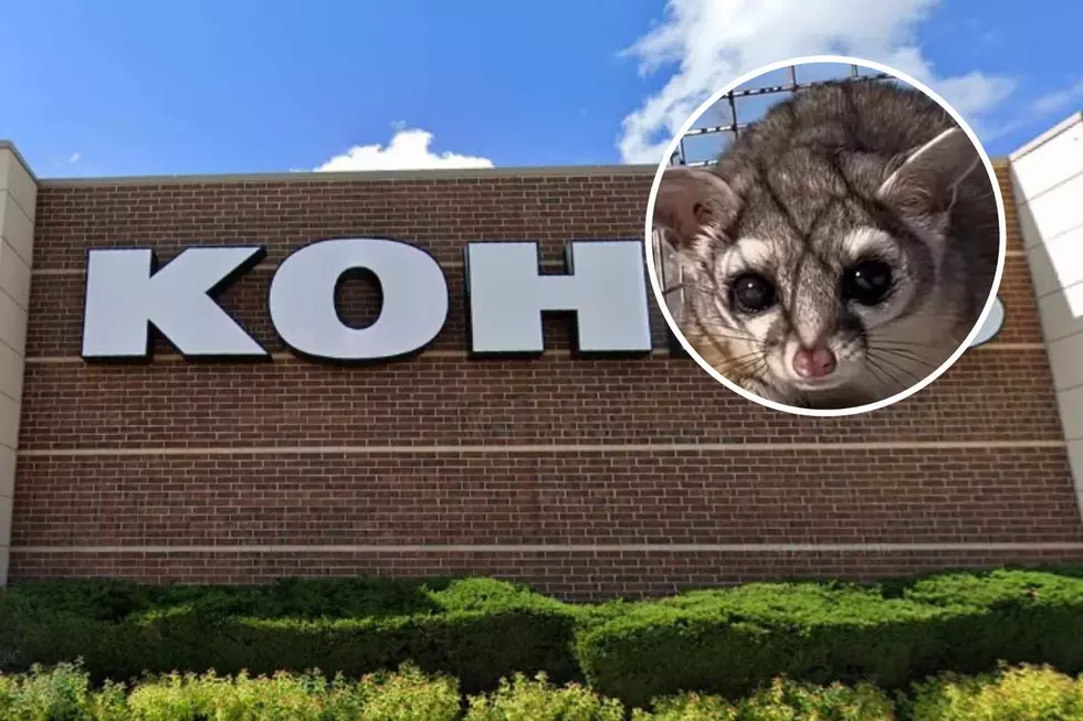 Very Rare Racoon Spent a Crazy 3 Weeks Within a Colorado Kohl&#8217;s