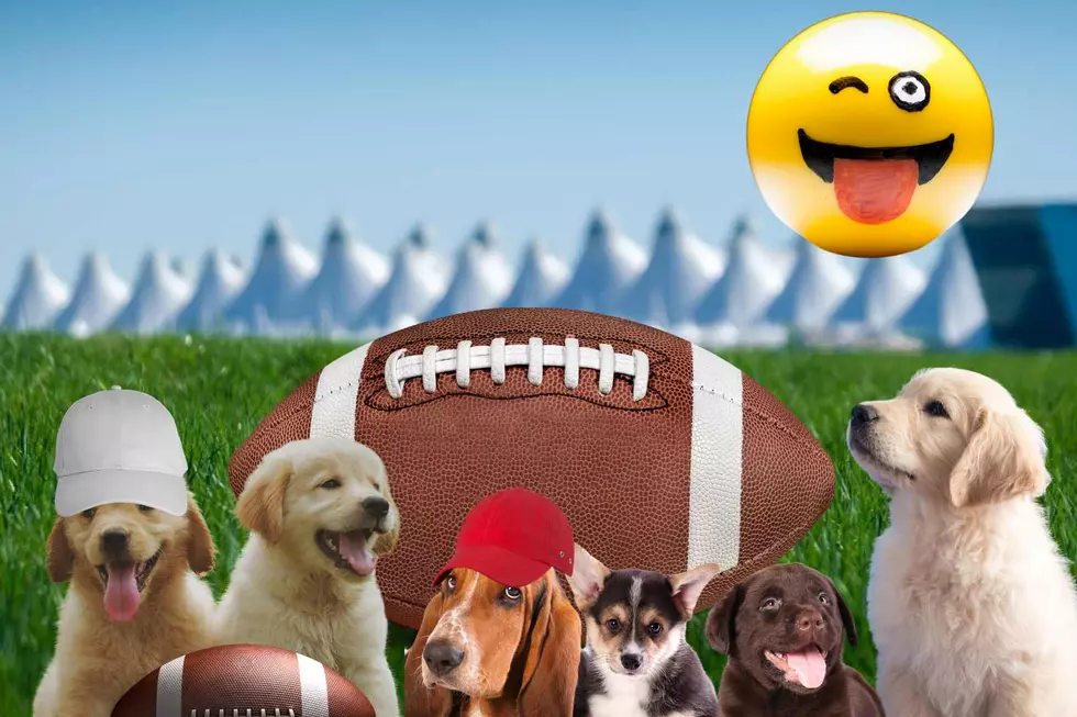 Cuteness Alert – DIA is Hosting a Fun ‘Puppy Bowl’ and We Can Watch