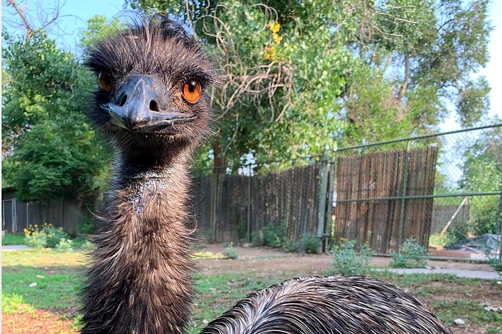 A Colorado Zoo&#8217;s Loving Tribute, After Passing of &#8216;Ralph&#8217; the Emu