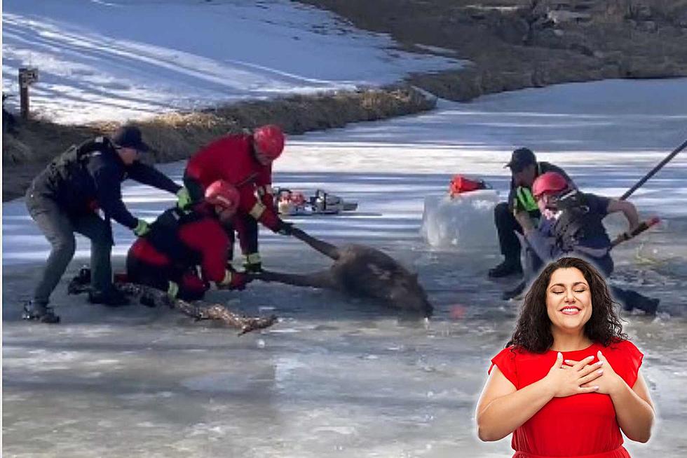 Elk in Evergreen Rescued From Icy Pond After &#8216;Ignoring&#8217; Signs [Video]