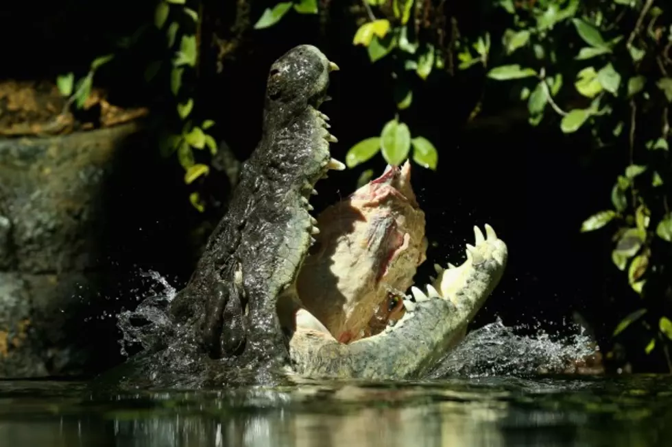 Note to Self: Don’t Stick Your Head in a Crocodiles Mouth