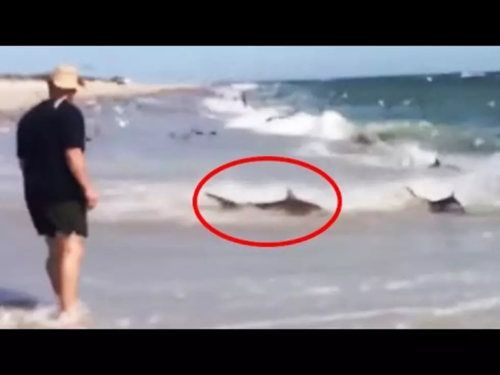 Rare Shark Feeding Frenzy on North Carolina Beach [VIDEO]