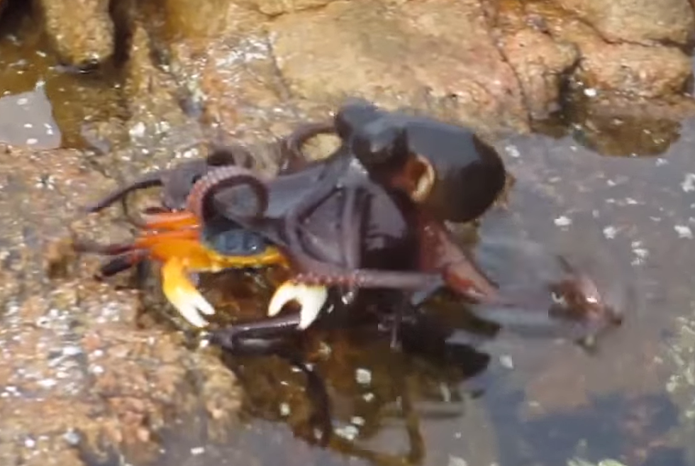 Octopus Devour a Crab 