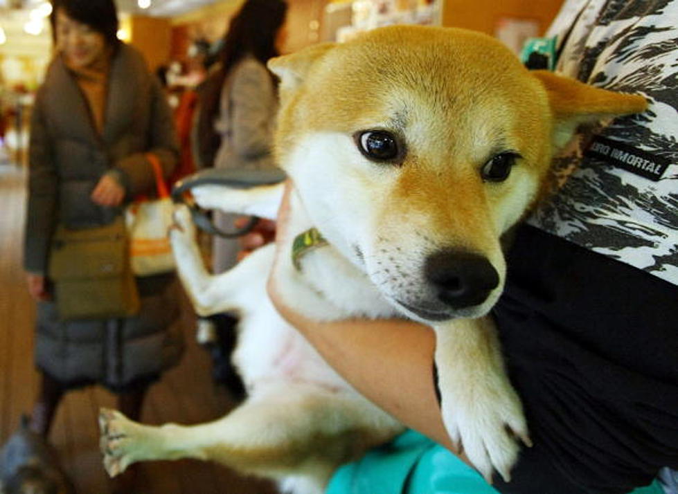 Salt Lake City Passes Controversial Pet Store Ban