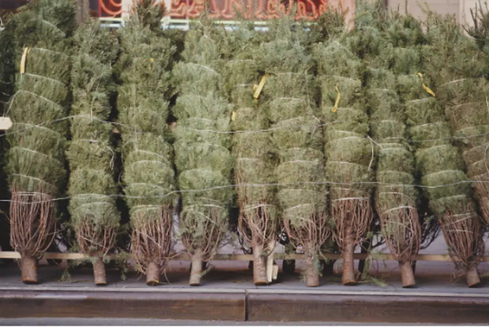 Christmas Trees Cost What?