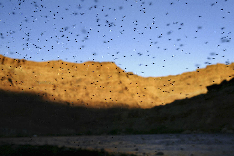 West Nile In The Grand Valley