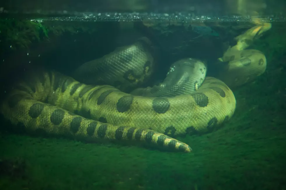 Fruita Museum Features Giant Snake of Nightmares