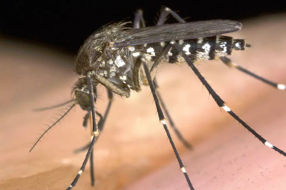 'A Lot Larger' Mosquitoes On The Grand Mesa 