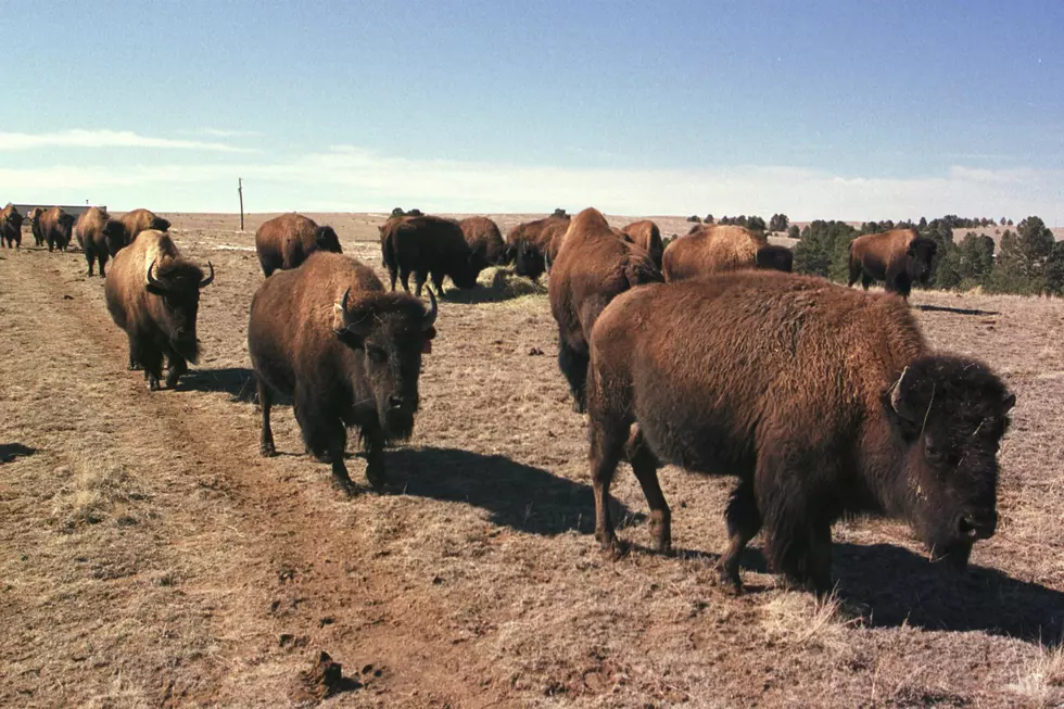 The Laramie Foothills Bison Herd is up to 44 members.