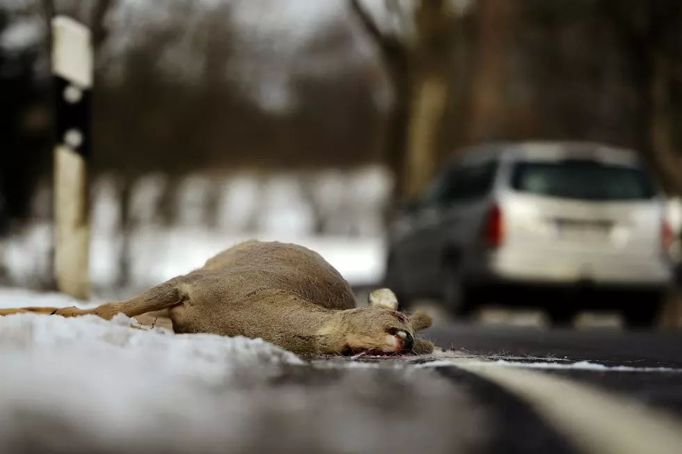 Help CDOT With Wildlife-Vehicle Collisions And Cash In