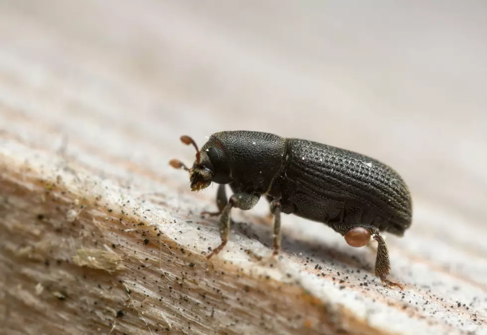 The Bark Beetle Is Ravaging Colorado Forests