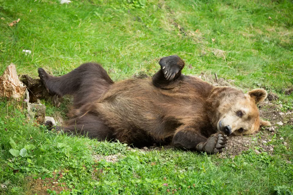 Bear Loves Laying Down + Swinging: I Can Relate to This