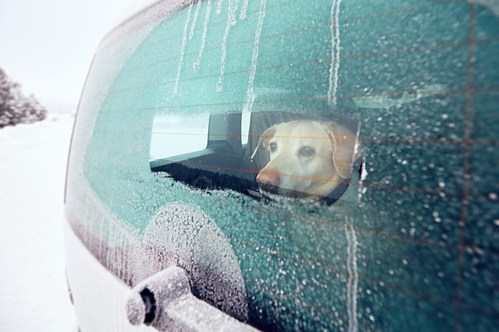 Utah Man Leaves His Dog in the Car While Skiing in Utah