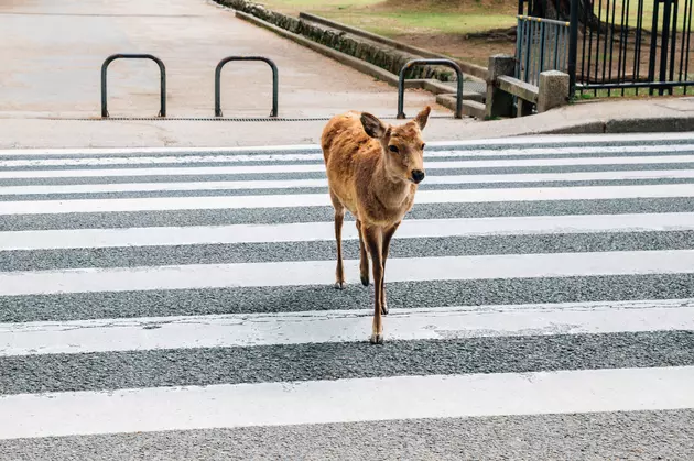 Watch the Most Polite Deer Ever: Colorado Deer Use Crosswalk