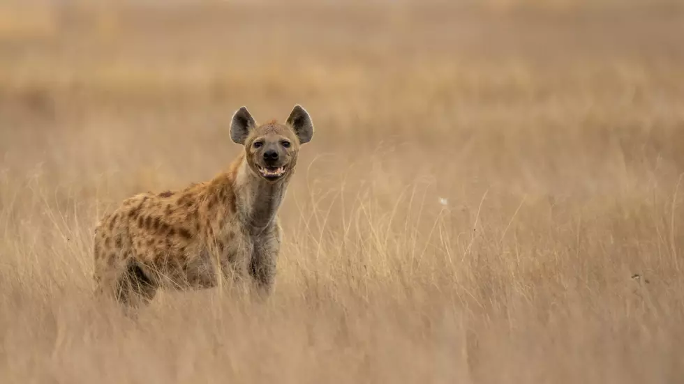 Garden of the Gods Has Bears, Elk, Coyotes and Now…Hyenas?