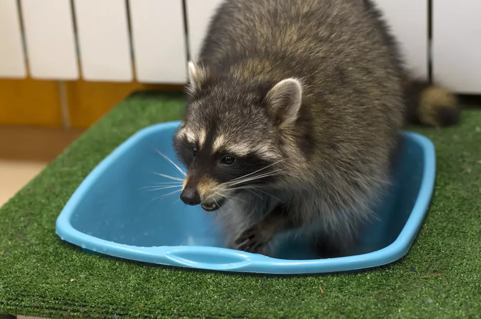Raccoon Goes From Apartment to Mansion