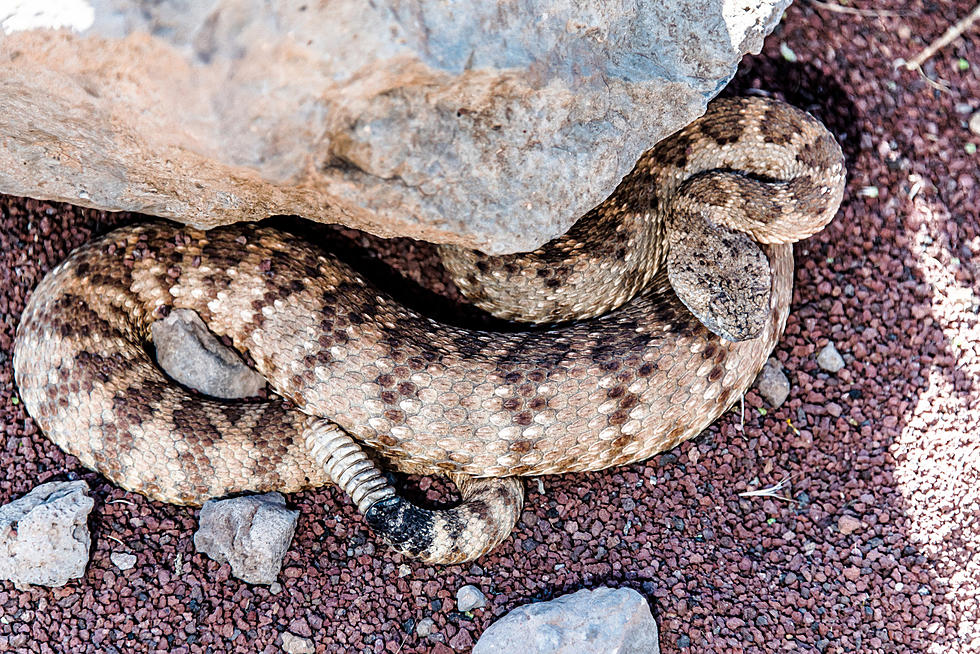 Getting Reports of Rattlesnakes in Grand Junction