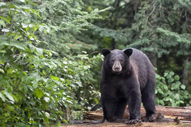 Yellowstone Black Bear Killed After Biting Backpacker